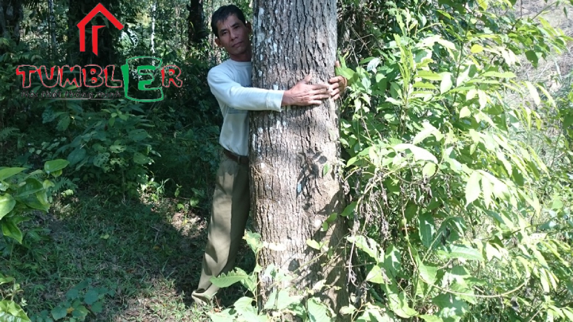 Cây gỗ gù hương phân bố chủ yếu ở Đông Nam Á