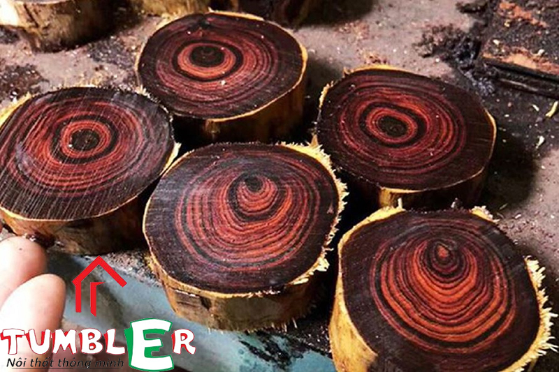 Gỗ huỳnh đàn đỏ là loại gỗ có giá trị nhất