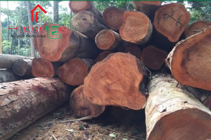Xoan đào là cây gỗ quý có giá trị kinh tế cao
