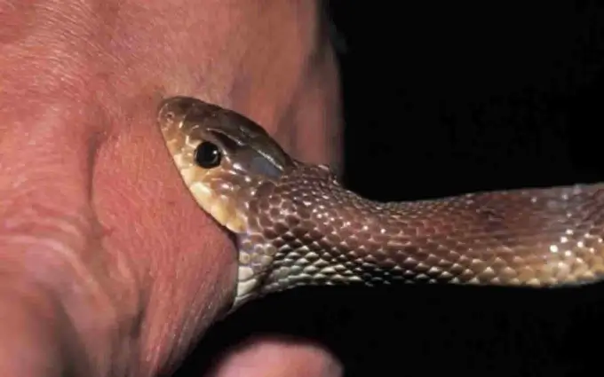 Nằm mơ thấy rắn cắn vào tay có ý nghĩa gì? Điềm báo là gì? | KUBET