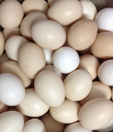 Phương pháp ấp trứng gà chọi đơn giản - Thế giới chọi gà