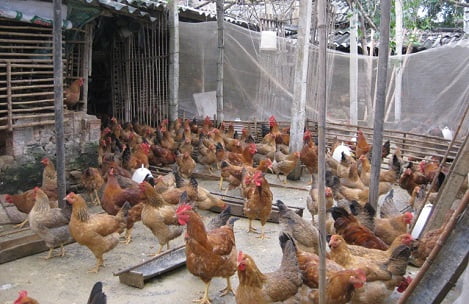 Quy trình kỹ thuật chăm sóc, chăn nuôi gà thả rông lông màu (Phần 2: Kỹ thuật chăm sóc và giáo dục giai đoạn gà con) - Tạp chí Chăn nuôi Việt Nam