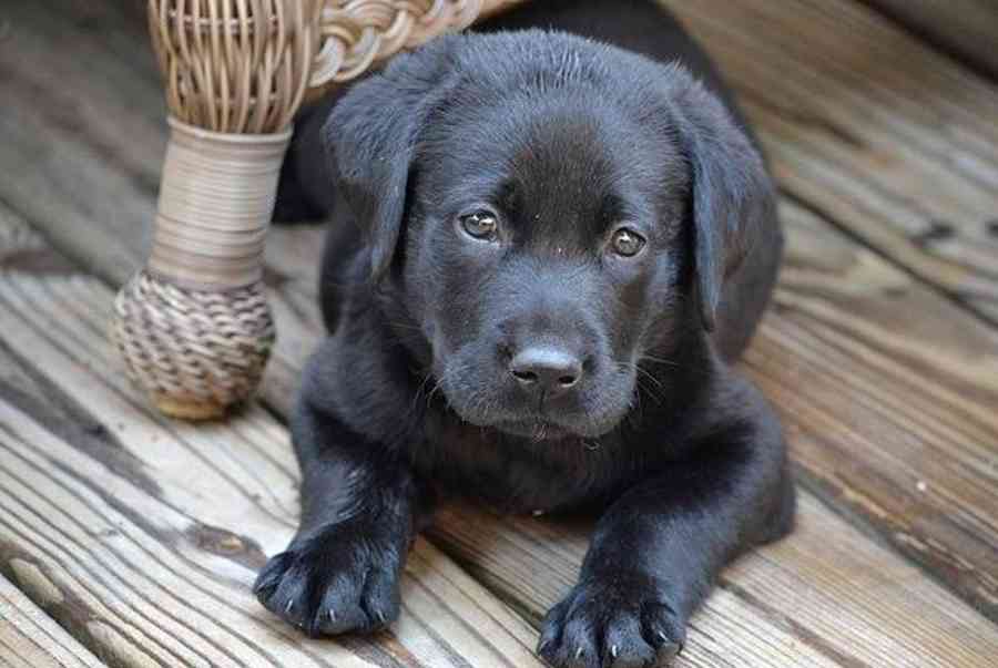 Con số tốt nhất để đặt cược nếu bạn mơ thấy một con chó đen là gì? - Tobet88.info