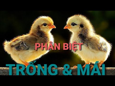 Cách phân biệt gà trống và gà mái