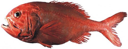 orange-roughy