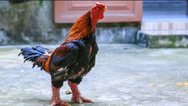 Chân gà Đông Tảo: Đặc điểm, công dụng và cách chọn