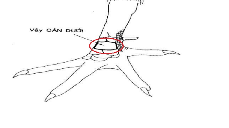 Vảy gà lăn thẳng đến cựa: Tìm hiểu đặc điểm và cách chọn gà