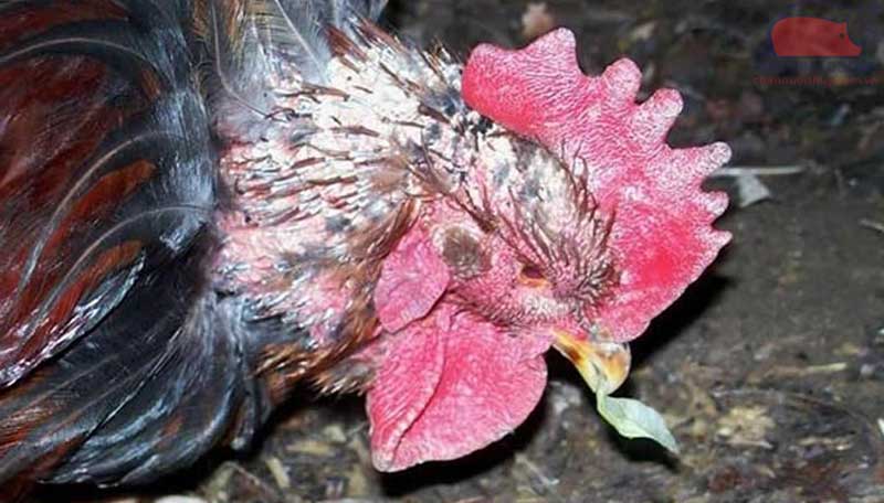 Gà bị nấm da (bị lác, mốc) - Nguyên nhân và cách chữa trị hiệu quả nhất