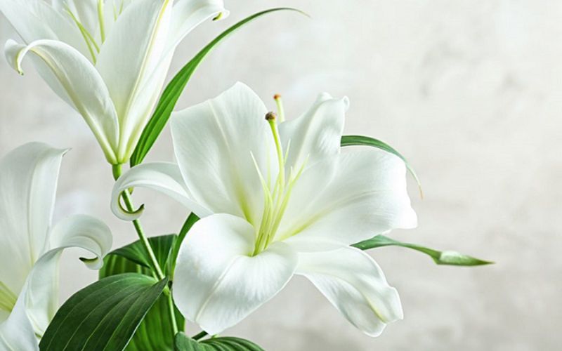 Hoa huệ
