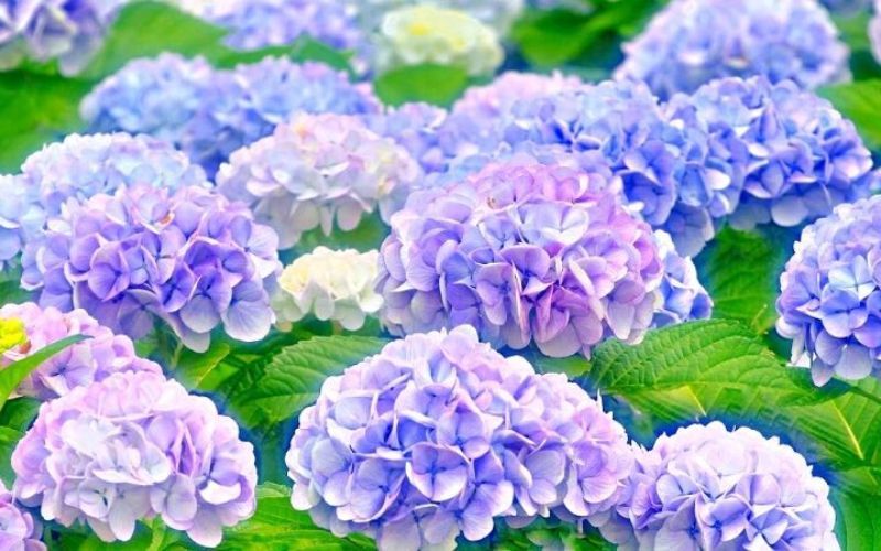 Cây cẩm tú cầu