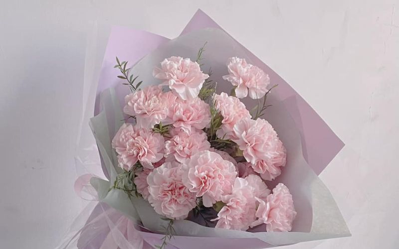 hoa cẩm chướng hồng