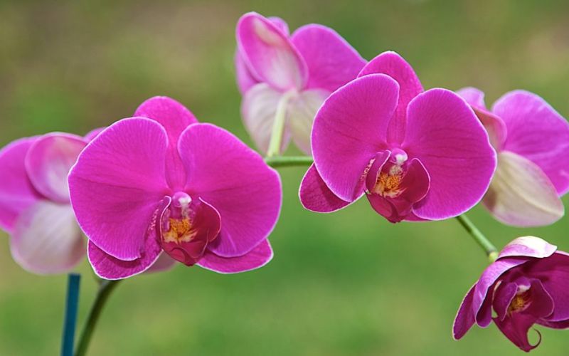 Hoa lan Phalaenopsis