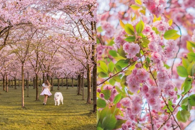 Điểm danh 8 tọa độ ngắm hoa anh đào đẹp nhất Châu Âu