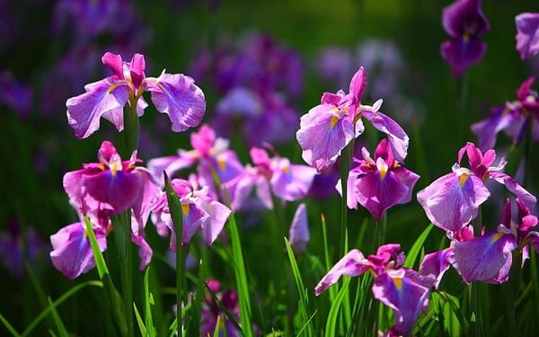 10+ Loài hoa tượng trưng cho sự cô đơn trong cuộc sống