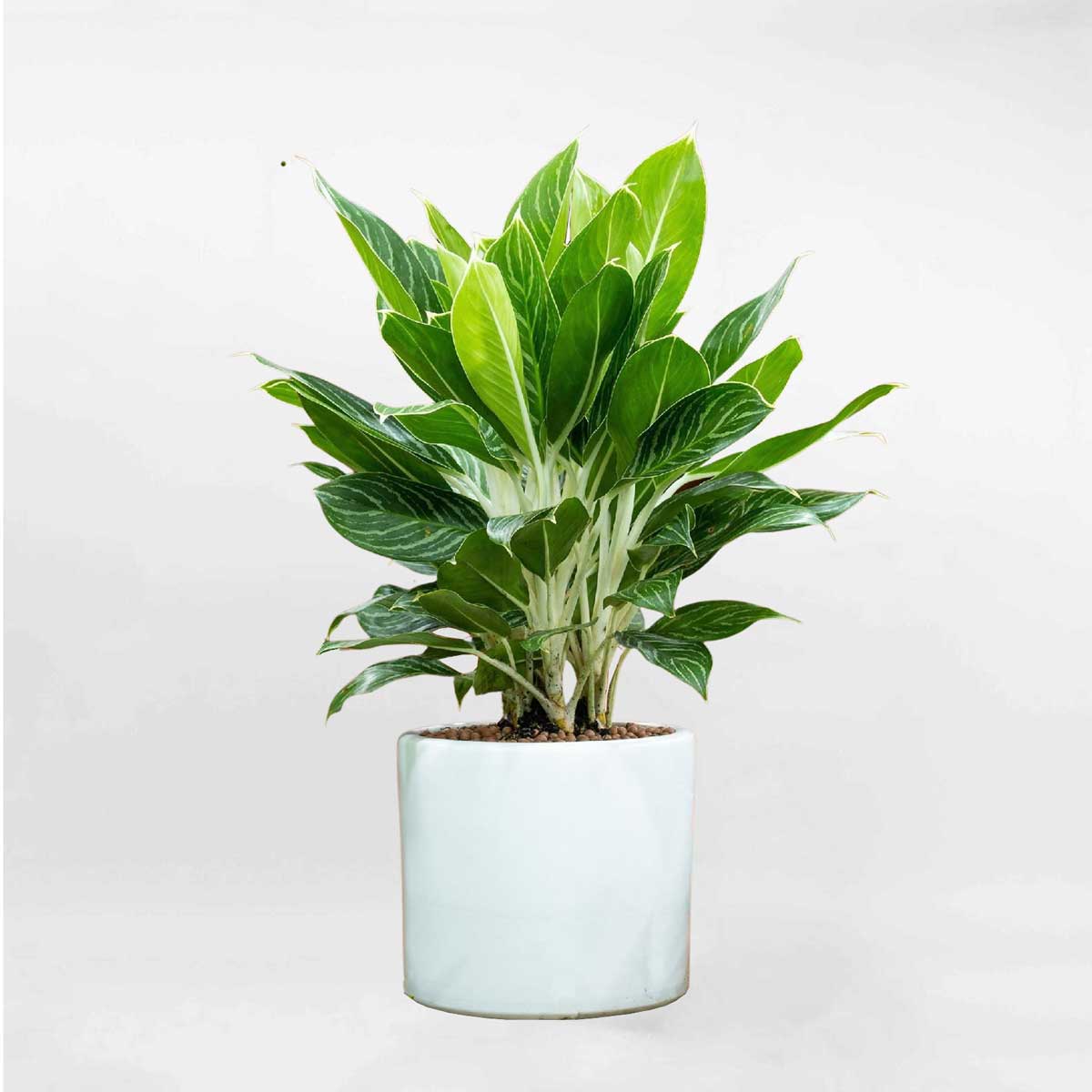 Cây Bạch Dương trong chậu trắng BMHT002 • MOW Garden