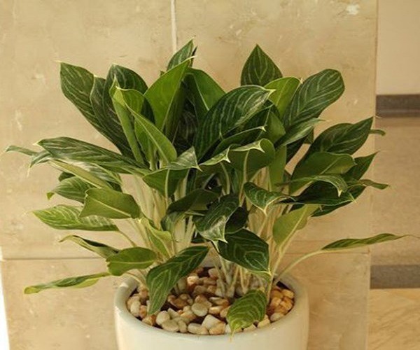 Cây Bạch Mã Hoàng Tử - Ý nghĩa phong thủy, Cách trồng và chăm sóc