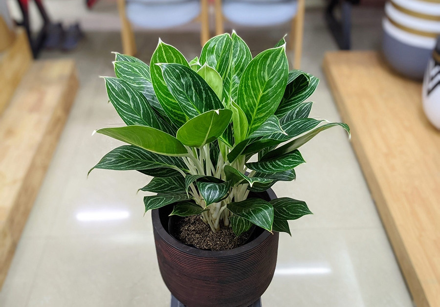 Cây Bạch Mã Hoàng Tử phù hợp với tuổi nào và mục đích sử dụng nào? Ý nghĩa phong thủy