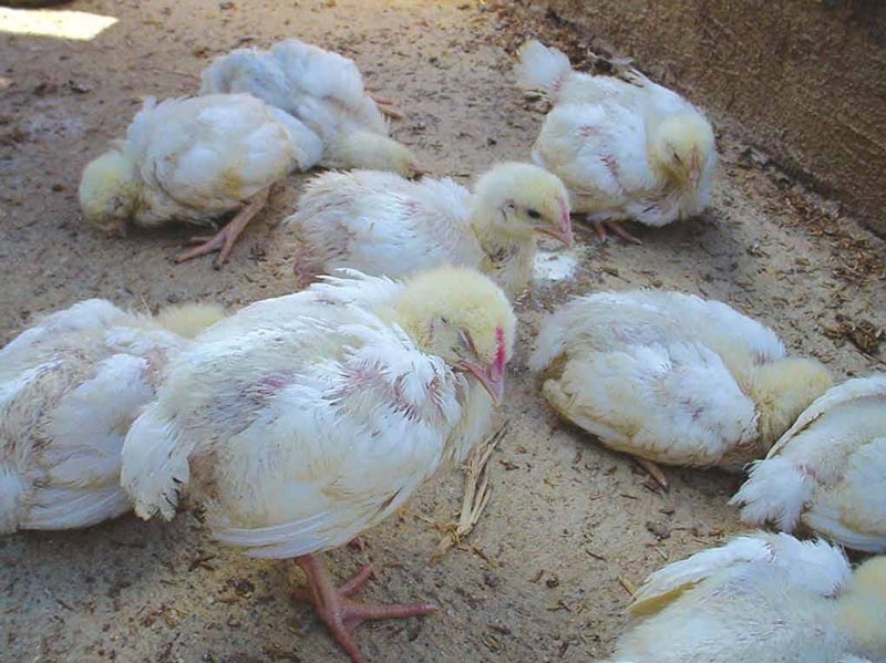 Gà bị sụp mắt là tình trạng như thế nào và cách điều trị ra sao?
