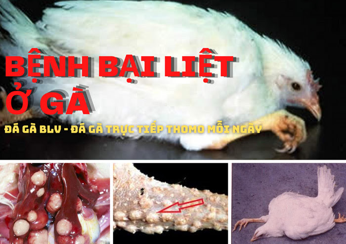 #1. Nguy Cơ Mất Trắng Đàn Vì Bệnh Bại Liệt Ở Gà Cực Nguy Hiểm