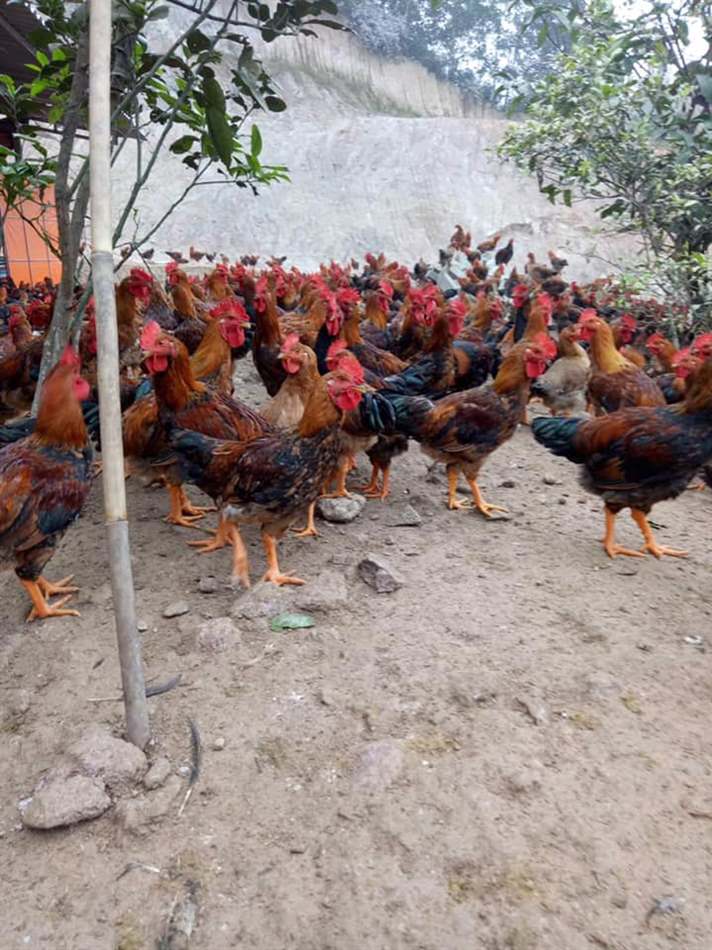 Lợi ích của rượu tỏi đối với gà