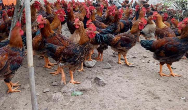 Cách ngâm rượu tỏi cho gà có hiệu quả không