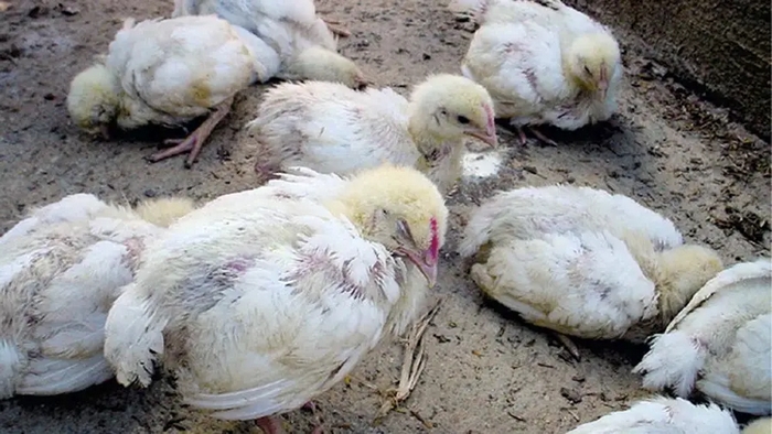 Bệnh Gumboro ở gà non