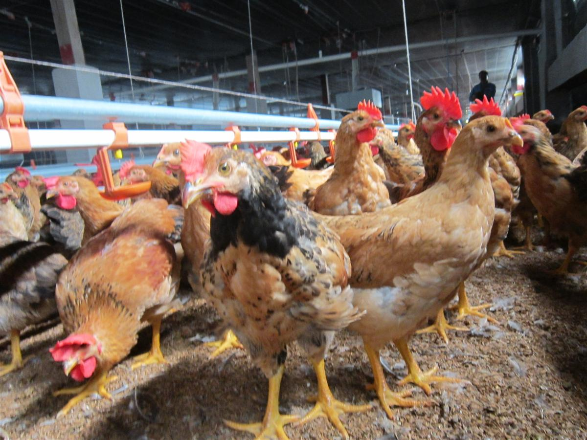 Thức ăn cho gà Tam Hoàng