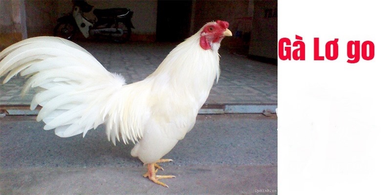Những Đặc Điểm Của Gà Lơ Go Người Chơi Đá Gà Nên Biết - JUN88