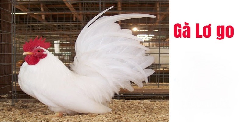 Những Đặc Điểm Của Gà Lơ Go Người Chơi Đá Gà Nên Biết - JUN88